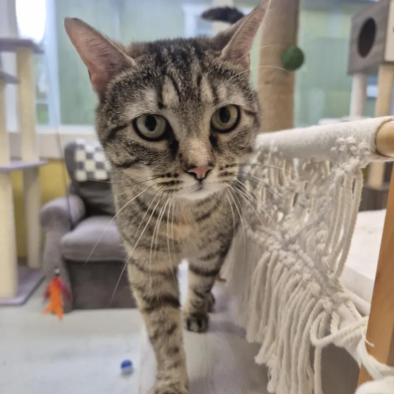 An adult medium-sized female Gray / Blue / Silver Domestic Short Hair cat named Bree for adoption in Newark, NJ