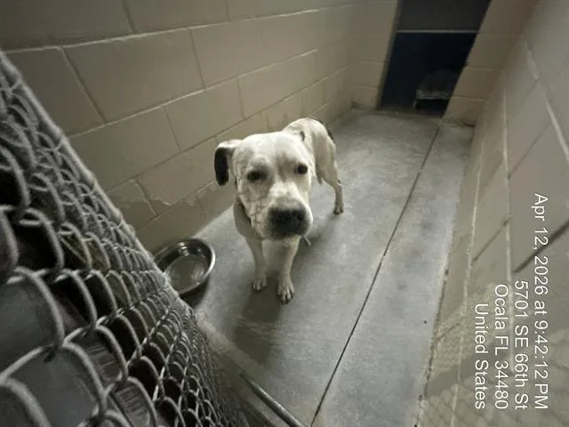 A young large-sized male Pit Bull Terrier dog named Spike for adoption in Ocala, FL