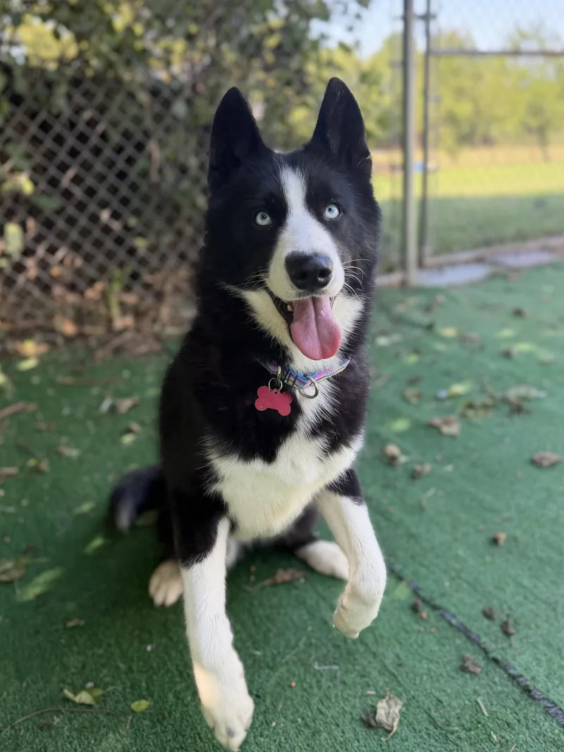 An adult medium-sized male Husky dog named Troy for adoption in Spring Lake, NJ