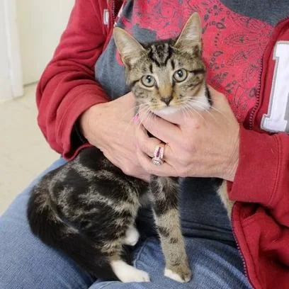 A baby small-sized male Black Domestic Short Hair cat named Alan for adoption in Birmingham, AL
