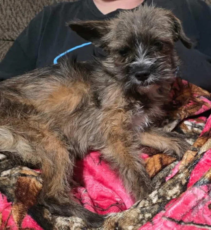 A baby small-sized female Yorkshire Terrier dog named Kalyxa for adoption in Minneapolis, MN