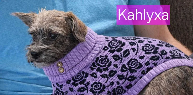 Kalyxa thumbnail 2