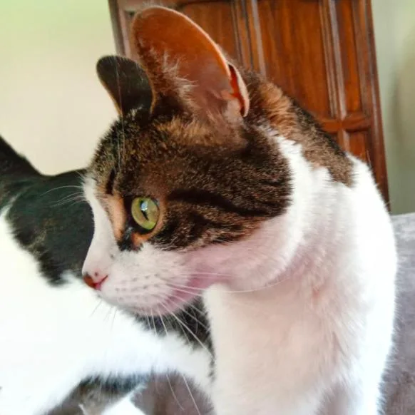 A senior large-sized female White Domestic Short Hair cat named Tylee for adoption in Traverse City, MI