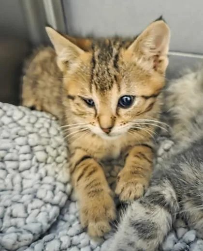 A baby small-sized male Domestic Short Hair cat named Stefan for adoption in Fresno, CA