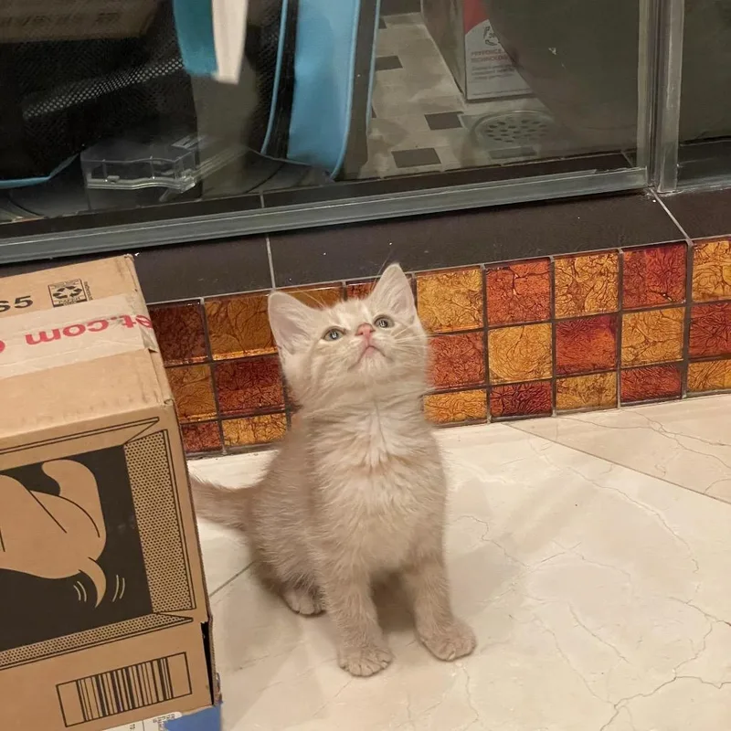 A baby small-sized male Buff / Tan / Fawn Domestic Short Hair cat named Burt for adoption in Tustin, CA