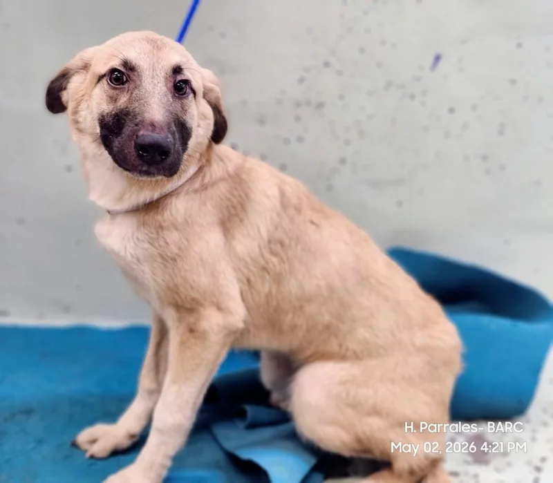 A young small-sized female German Shepherd Dog dog named A for adoption in Houston, TX