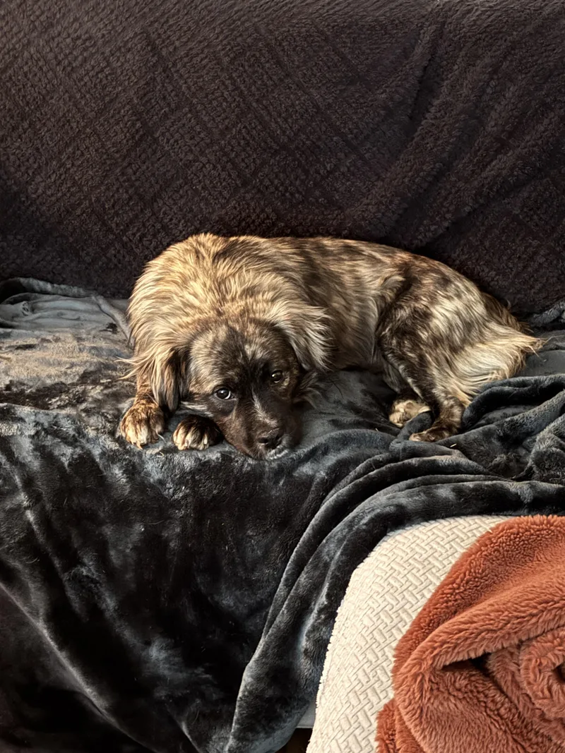An adult medium-sized male Australian Cattle Dog / Blue Heeler dog named Alfie for adoption in Tracy, CA
