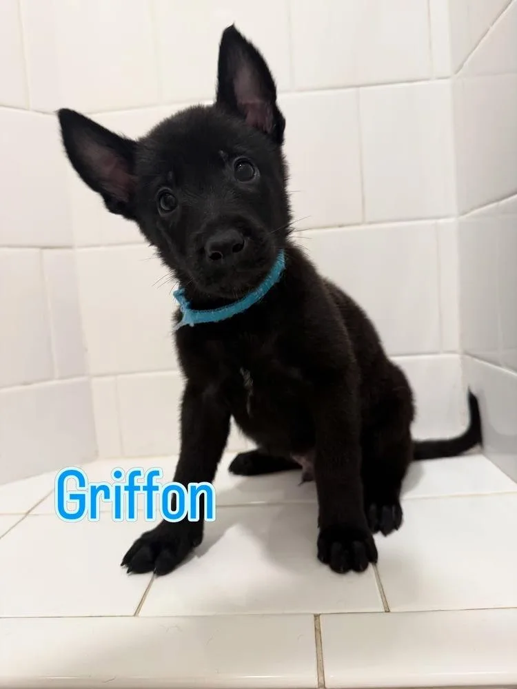 A baby small-sized male Belgian Shepherd / Malinois dog named Dnd Litter Griffon for adoption in Imlay City, MI