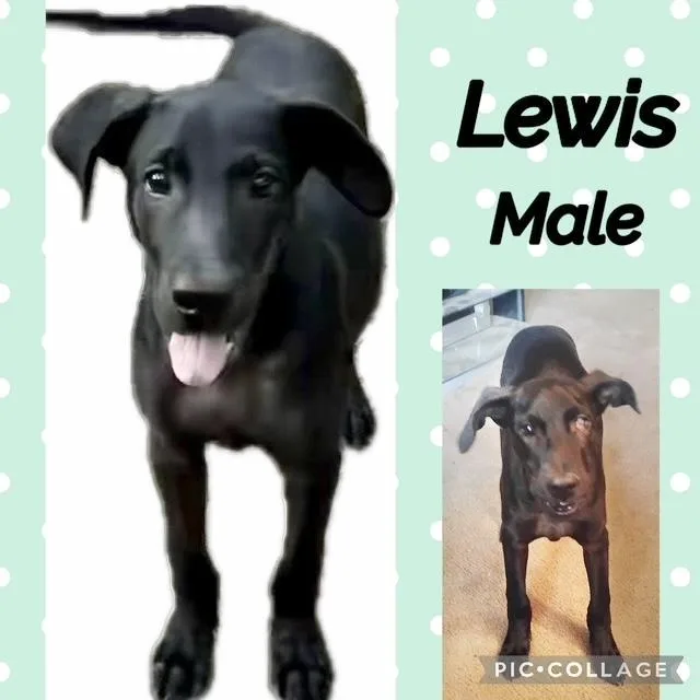A baby medium-sized male Labrador Retriever dog named Lewis for adoption in Manchester, CT