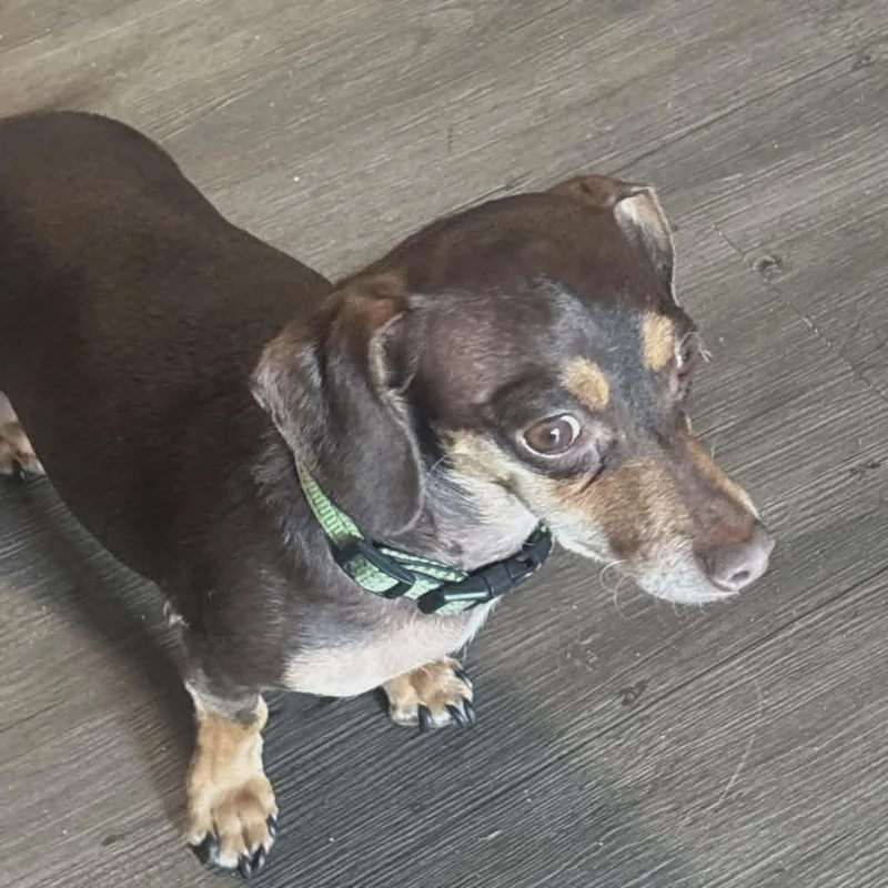 An adult small-sized female Bicolor Chiweenie dog named Reese for adoption in Harlem, GA