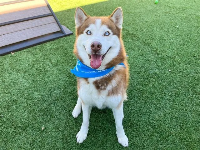 An adult large-sized male Siberian Husky dog named Toad for adoption in Tustin, CA