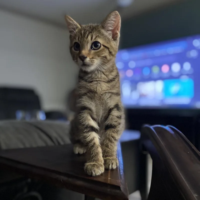 A young medium-sized male Gray / Blue / Silver Domestic Short Hair cat named Tazmanian Devil for adoption in Chattanooga, TN