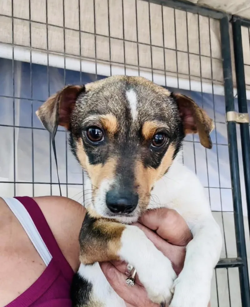 A young small-sized female Rat Terrier dog named Tiger Lily for adoption in Manhattan, NY