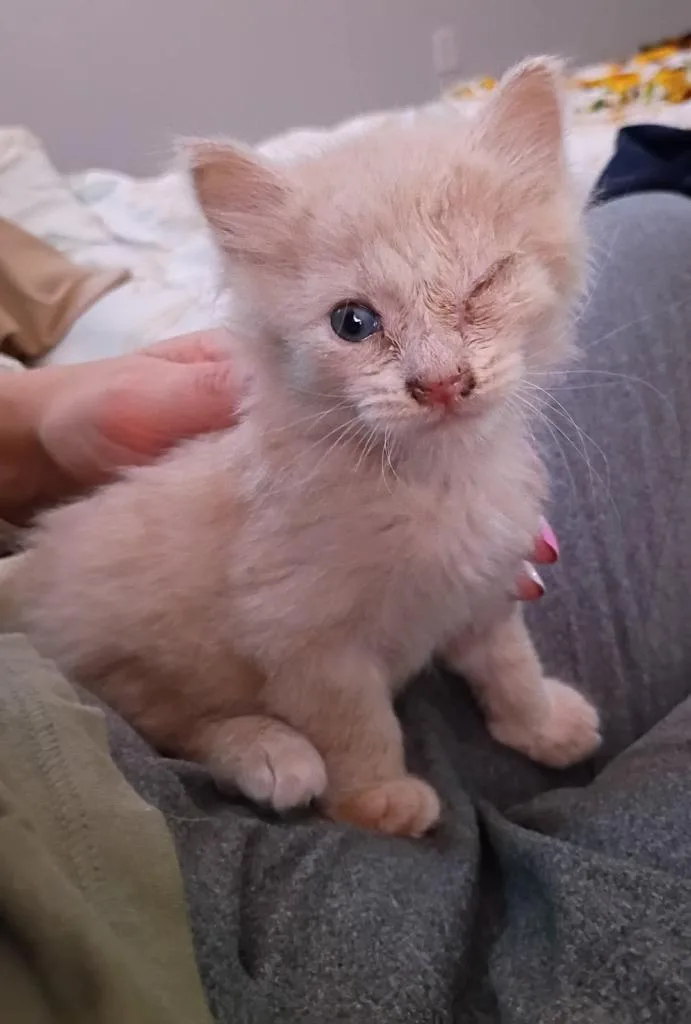 A baby small-sized male Domestic Medium Hair cat named Boba for adoption in Ada, OK
