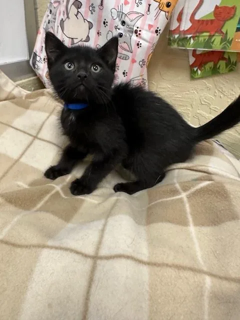 A baby small-sized male Black Domestic Short Hair cat named Onyx for adoption in Parlier, CA