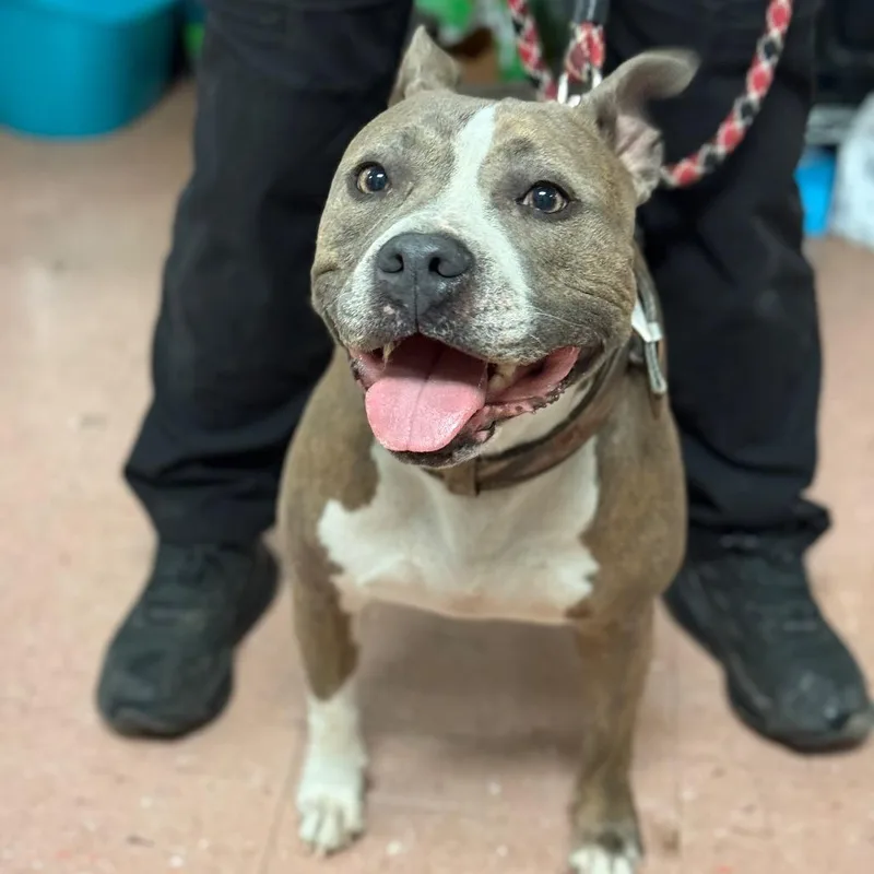 An adult medium-sized female Gray / Blue / Silver Pit Bull Terrier dog named Bailey for adoption in Fort Smith, AR