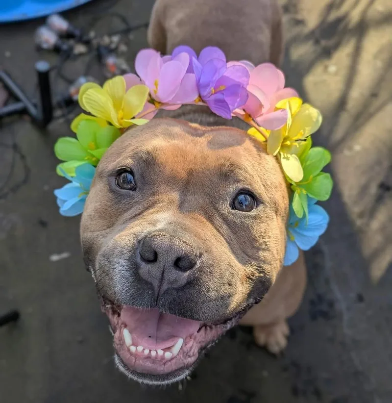 An adult medium-sized female American Bully dog named Praline for adoption in Amherst, NY