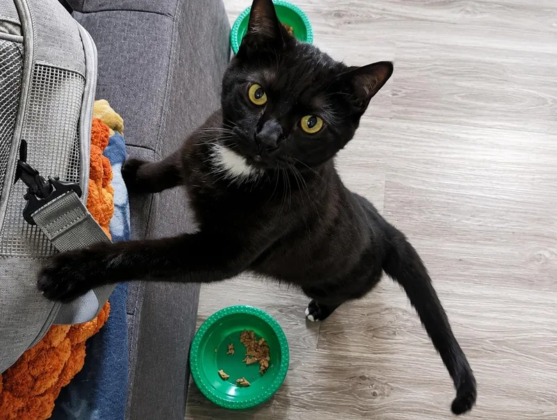 A young medium-sized male Black Domestic Short Hair cat named Marsh for adoption in Lemoyne, PA