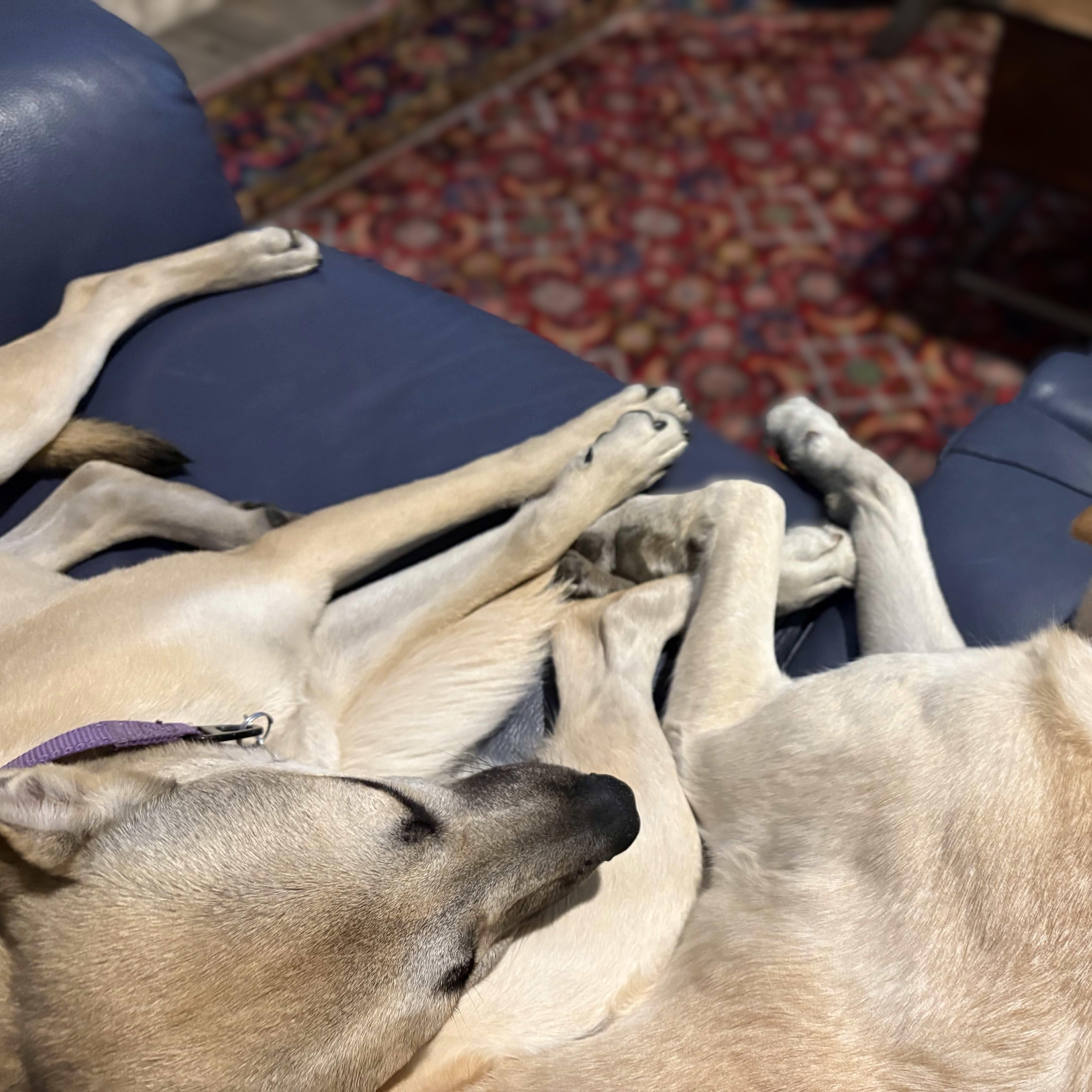 Miss Lovie thumbnail 2