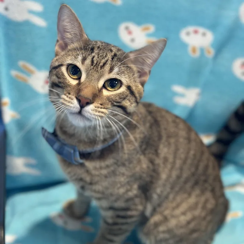 An adult medium-sized male Brown / Chocolate Domestic Short Hair cat named Cao Cao for adoption in Matteson, IL