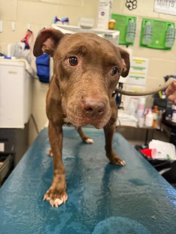 An adult medium-sized female Brown / Chocolate American Bulldog dog named Lavern for adoption in Mobile, AL