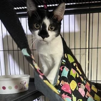 A baby medium-sized female Black & White / Tuxedo Domestic Short Hair cat named Gin Gin for adoption in Homestead, FL