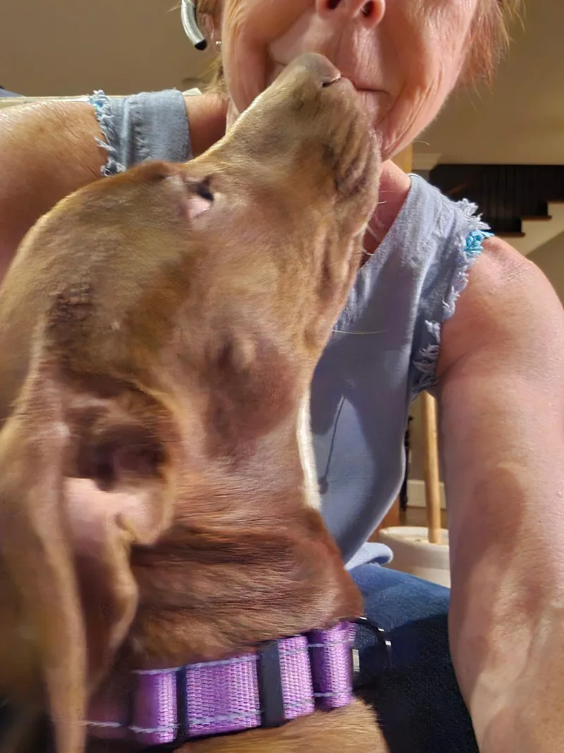 A young medium-sized female Brown / Chocolate Mixed Breed dog named Lucky SS for adoption in South Portland, ME