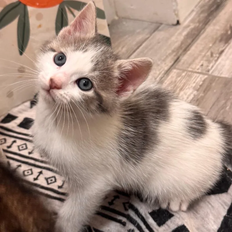 A baby small-sized female Gray / Blue / Silver Domestic Short Hair cat named Tacoma for adoption in Wilmington, DE