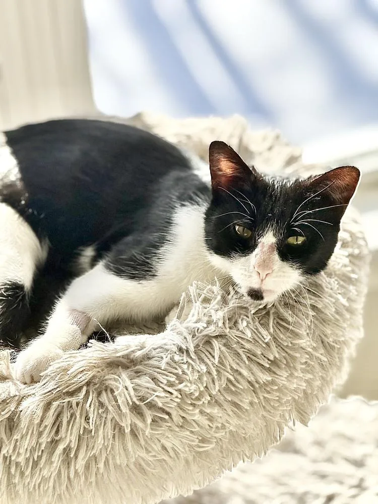 A baby small-sized female Domestic Short Hair cat named Aoife for adoption in Ferndale, MI