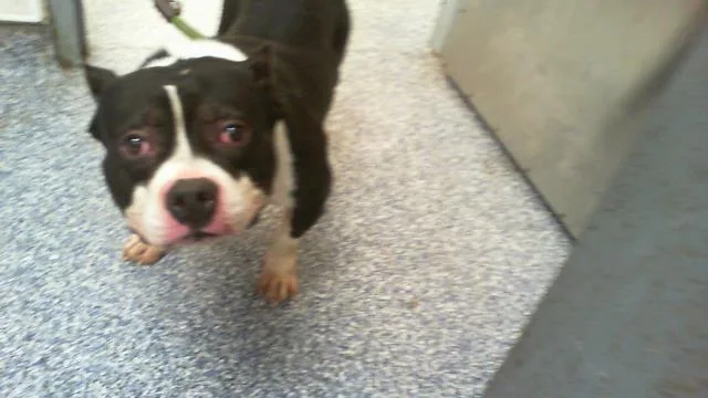 A young medium-sized male Pit Bull Terrier dog named A for adoption in Charlotte, NC