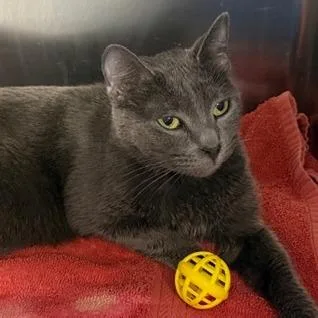An adult medium-sized female Domestic Short Hair cat named Stormy for adoption in Cumming, GA