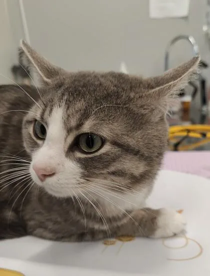 An adult large-sized male Domestic Short Hair cat named Levi for adoption in Lafayette, IN