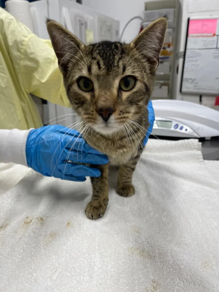 A young medium-sized male Domestic Short Hair cat named Stray Cat C for adoption in Grants Pass, OR