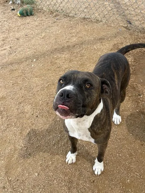 An adult medium-sized female Pit Bull Terrier dog named Mellow for adoption in Killeen, TX