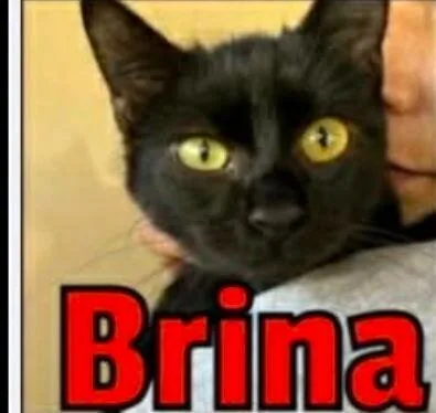 Brina