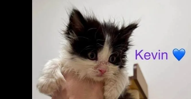 Kevin Bonded Pair With thumbnail 5