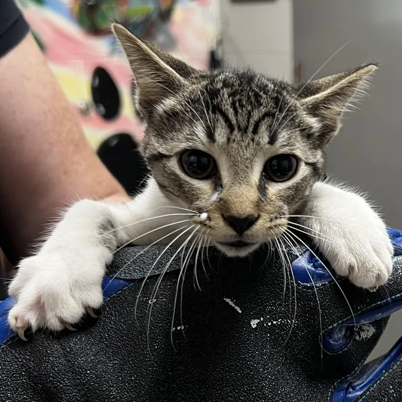 A baby small-sized female Gray / Blue / Silver Domestic Short Hair cat named Muffy for adoption in Lufkin, TX