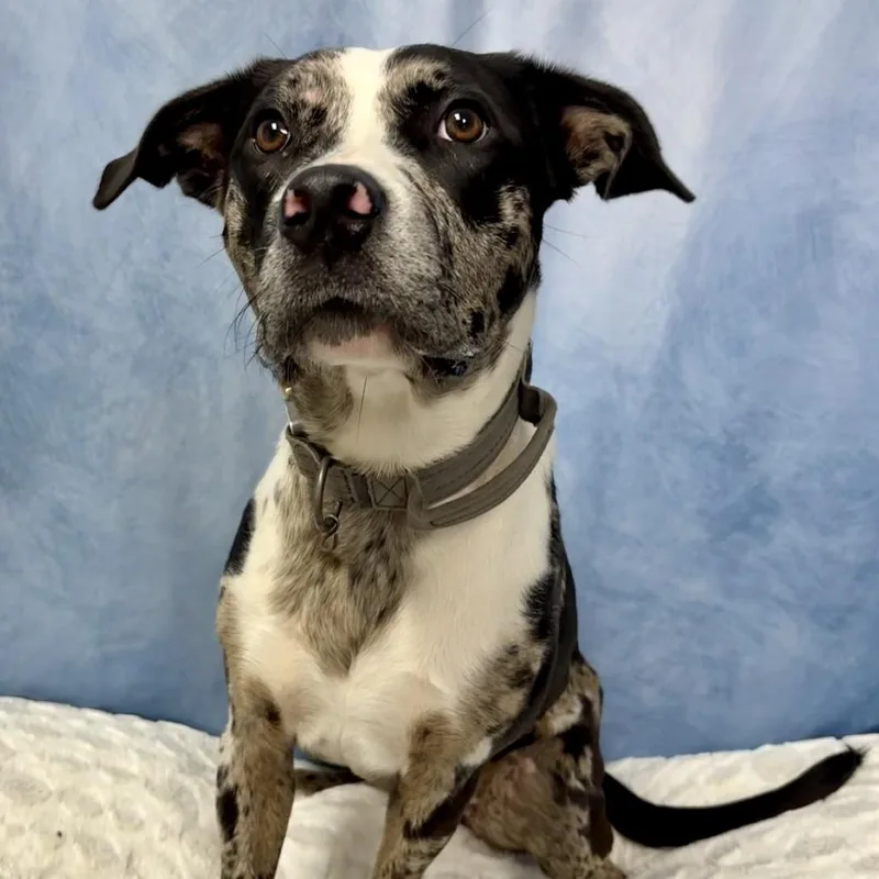 An adult medium-sized female Black Catahoula Leopard Dog dog named Luna for adoption in Buchanan Dam, TX