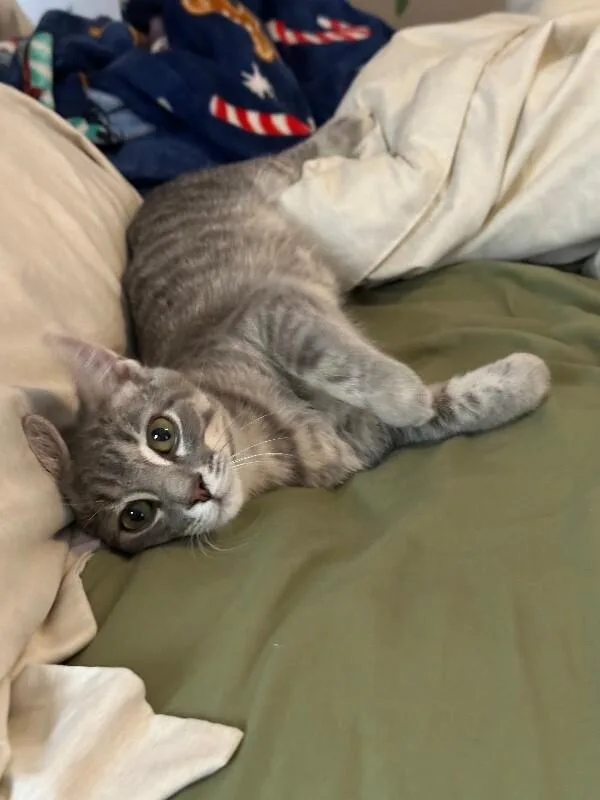 A young medium-sized female Gray / Blue / Silver Domestic Short Hair cat named Tillie for adoption in Adrian, MI