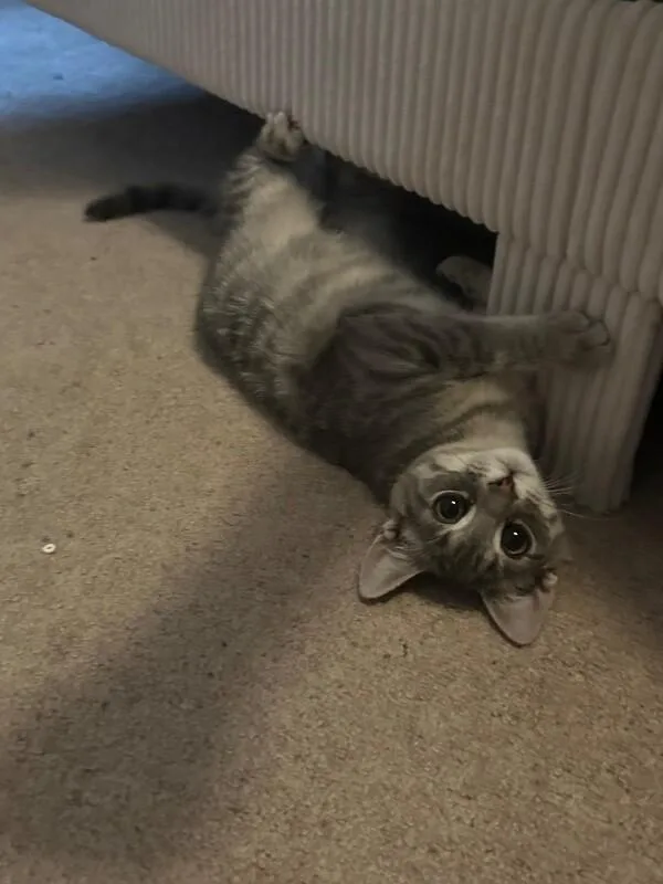 Tillie thumbnail 2
