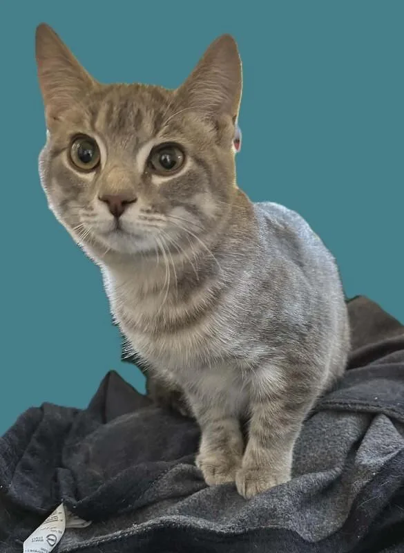 Tillie thumbnail 3