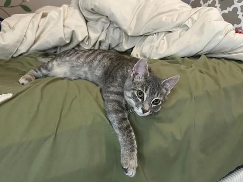 Tillie thumbnail 5