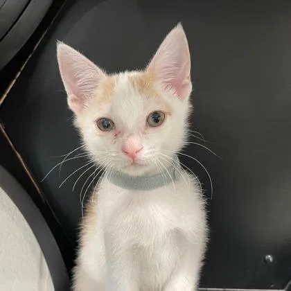 A baby small-sized male Domestic Short Hair cat named Apollo for adoption in Wheaton, IL