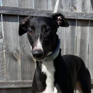An adult medium-sized female Greyhound dog named Tori for adoption in grandville, MI