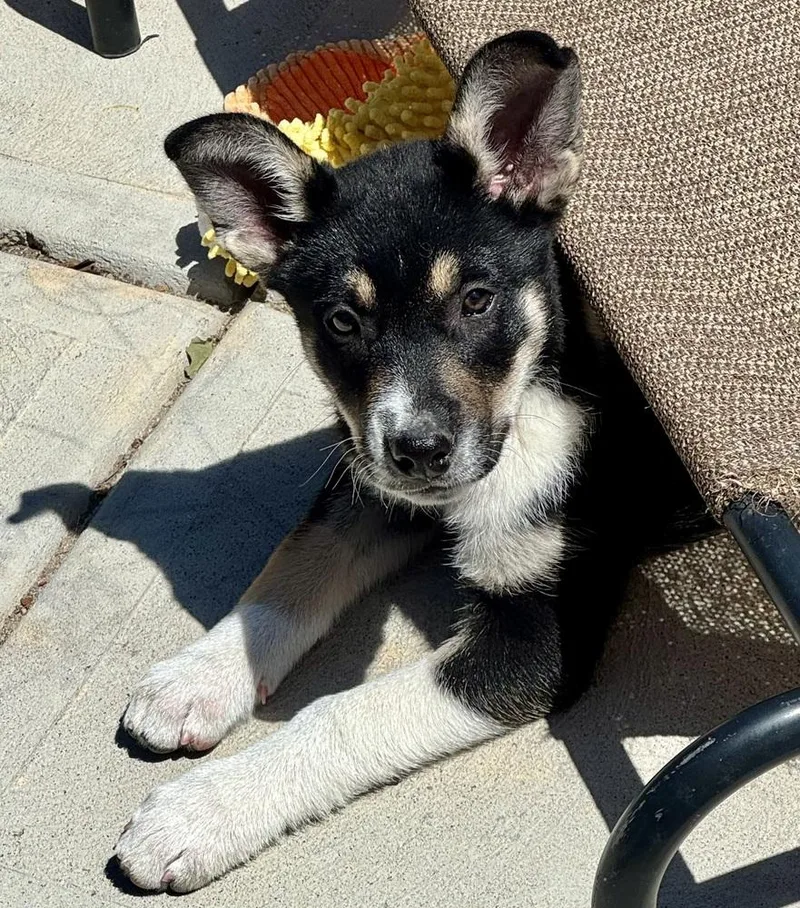 A baby medium-sized male Tricolor (Brown, Black, & White) Australian Cattle Dog / Blue Heeler dog named Bandit for adoption in Lafayette, CO