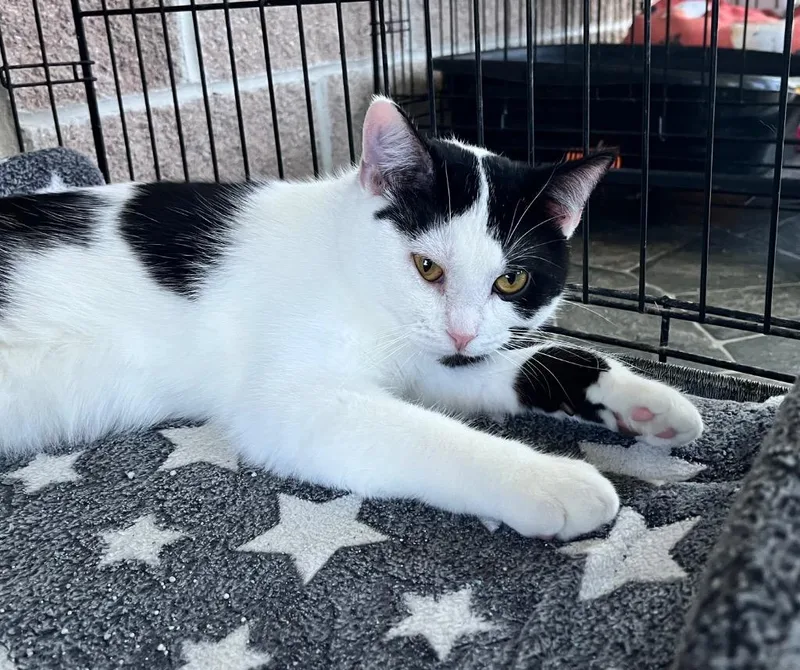 A baby medium-sized male Domestic Short Hair cat named Zuko for adoption in Shorewood, IL