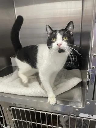 A young medium-sized female Black & White / Tuxedo Domestic Short Hair cat named Milky Way for adoption in Georgetown, SC
