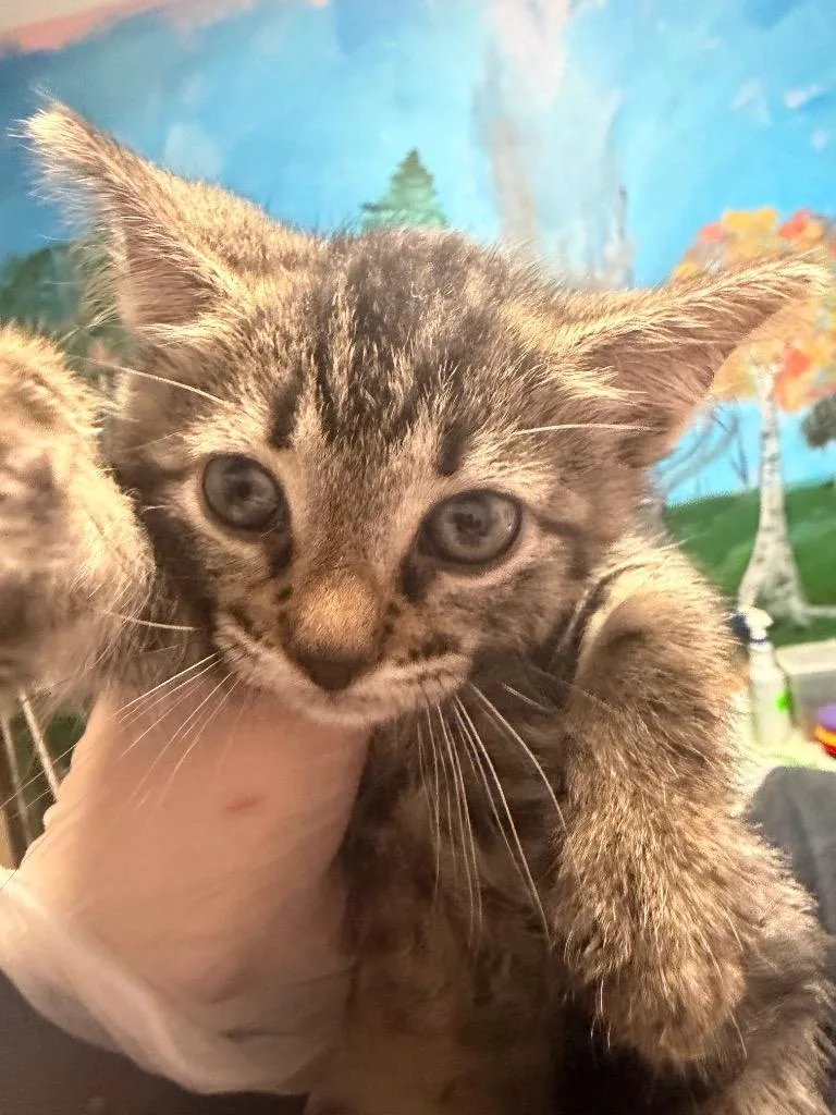 A baby medium-sized male Domestic Short Hair cat named Granite for adoption in New Braunfels, TX
