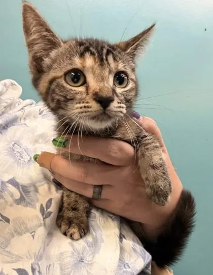 A baby small-sized female Domestic Short Hair cat named Princess Morbucks for adoption in New Orleans, LA