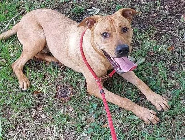A young large-sized male Labrador Retriever dog named Pax for adoption in Fort Lauderdale, FL